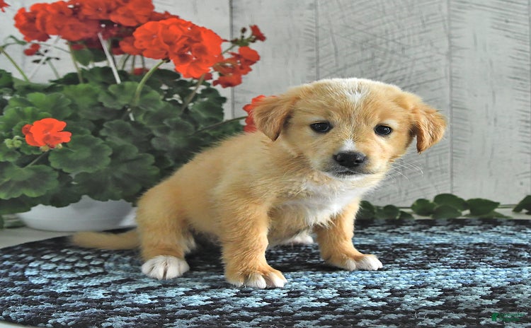 Golden Retriever dogs for sale - Ad 2