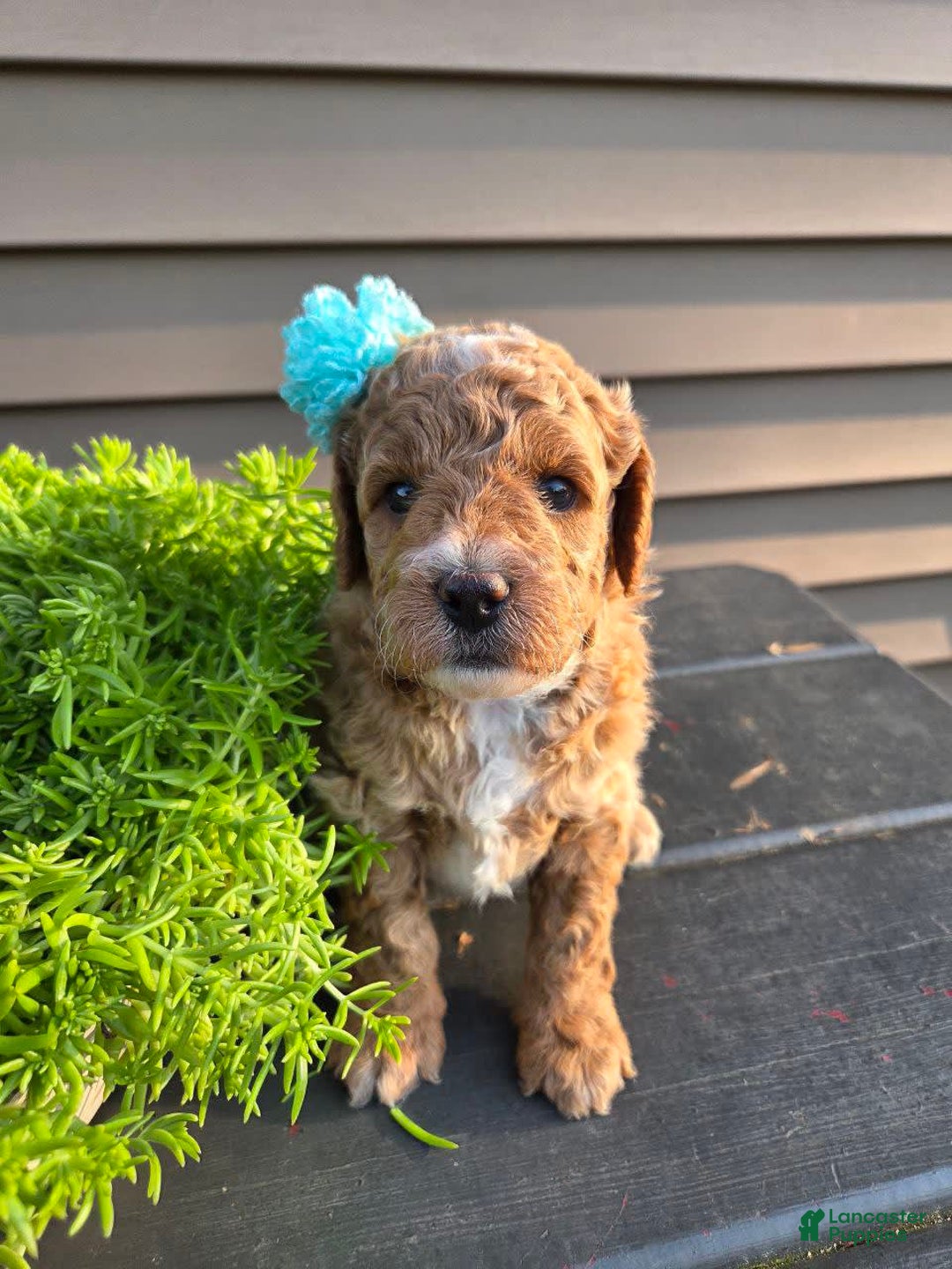Mini Goldendoodle dogs for sale: Cuddles - Image 4