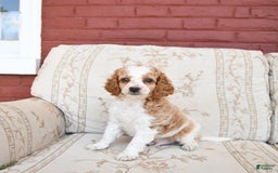 Cockapoo dogs for sale: Kermit - Image 1