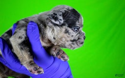 American Bully dogs for sale: Black Merle Female - Image 11