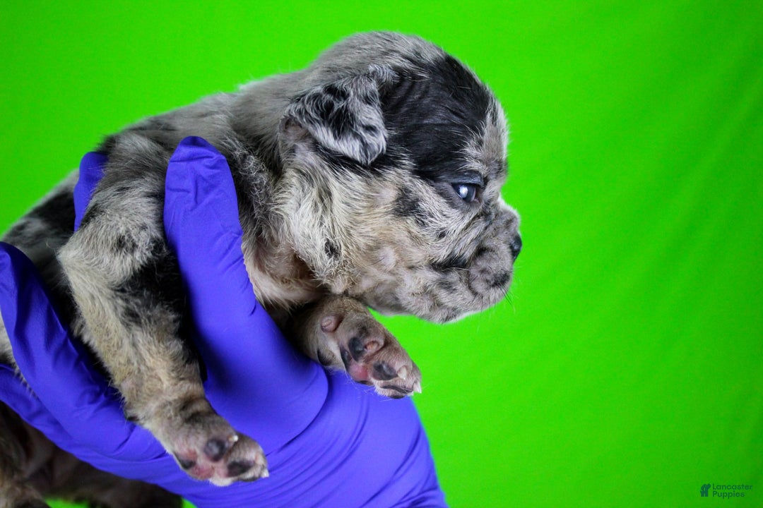 American Bully dogs for sale: Black Merle Female - Image 11