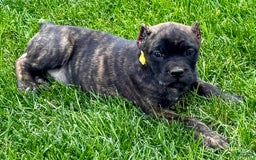 Cane Corso dogs for sale: Bridget - Image 14