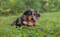 Miniature Dachshund dogs for sale: Sadie - Image 8