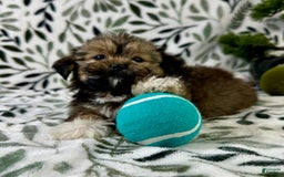 Shorkie dogs for sale: Sammy J - Image 1
