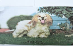 Cocker Spaniel dogs for sale: Kayla - Image 17