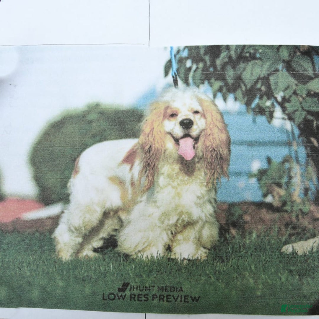 Cocker Spaniel dogs for sale: Kayla - Image 17