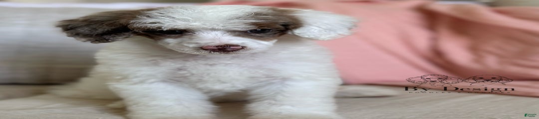 Addy Chocolate Tri Merle Parti
