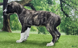 Anatolian Shepherd dogs for sale: AKC Dusty 2025 Male 5 - Image 14