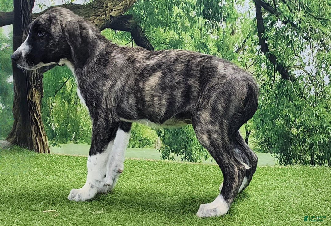 Anatolian Shepherd dogs for sale: AKC Dusty 2025 Male 5 - Image 14