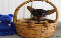 Yorkshire Terrier dogs for sale: Midget - Extra Small - Image 2