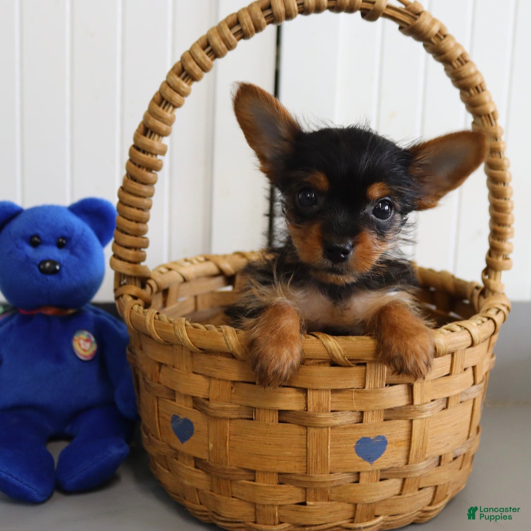 Yorkshire Terrier dogs for sale: Midget - Extra Small - Image 2