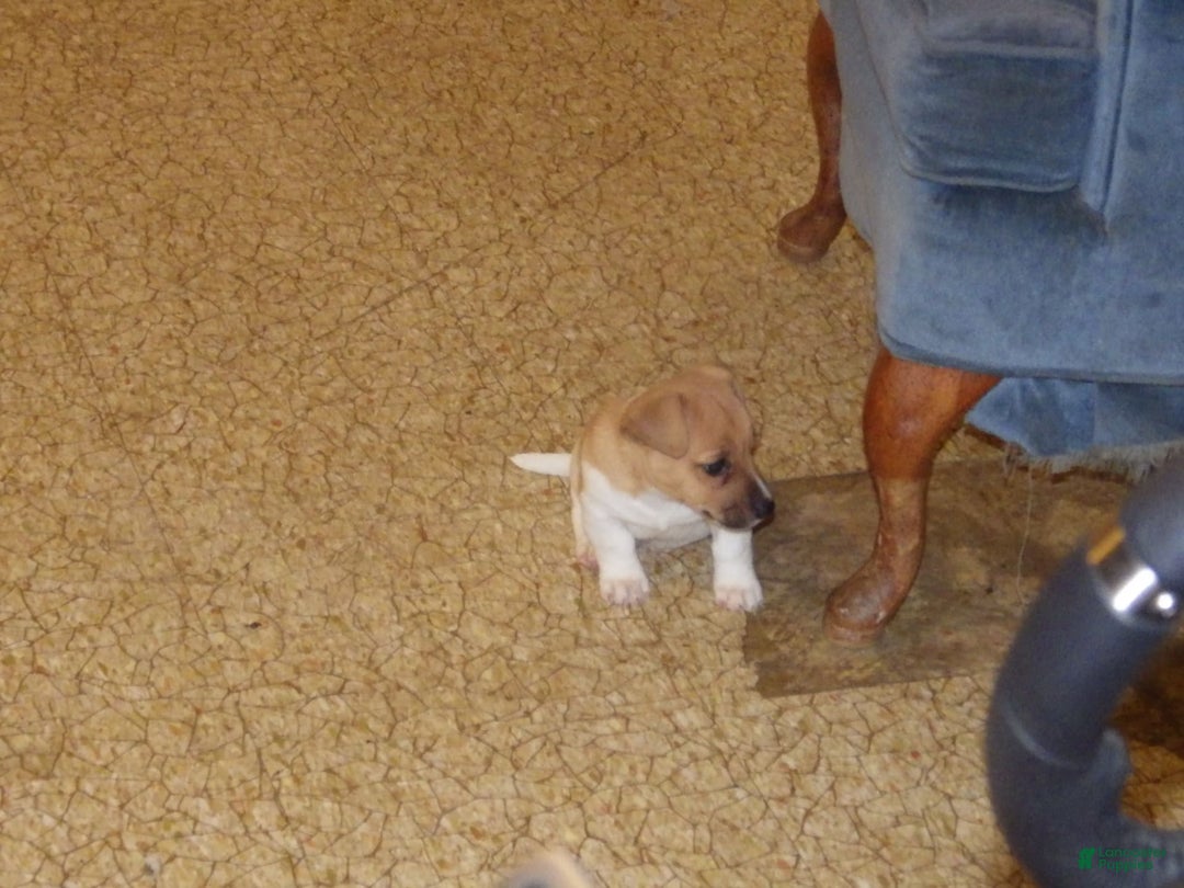 Jack Russell Terrier dogs for sale: Foster - Image 13