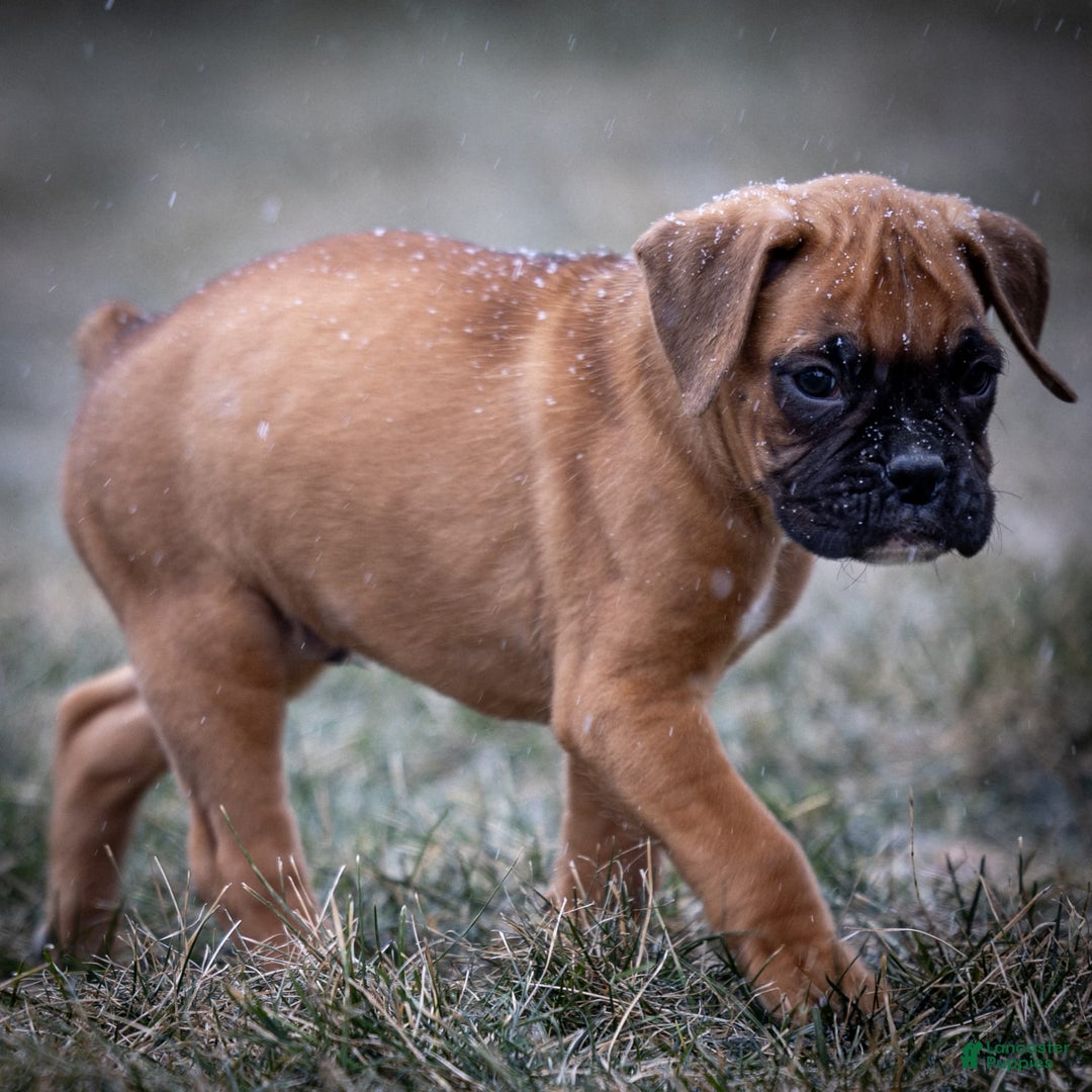 Boxer dogs for sale: Bear - Image 3