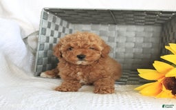 Miniature Poodle dogs for sale: Roxy - Image 2