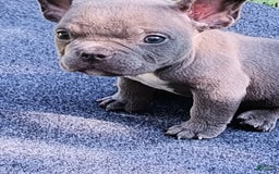 American Bully dogs for sale: Bluey - Image 4