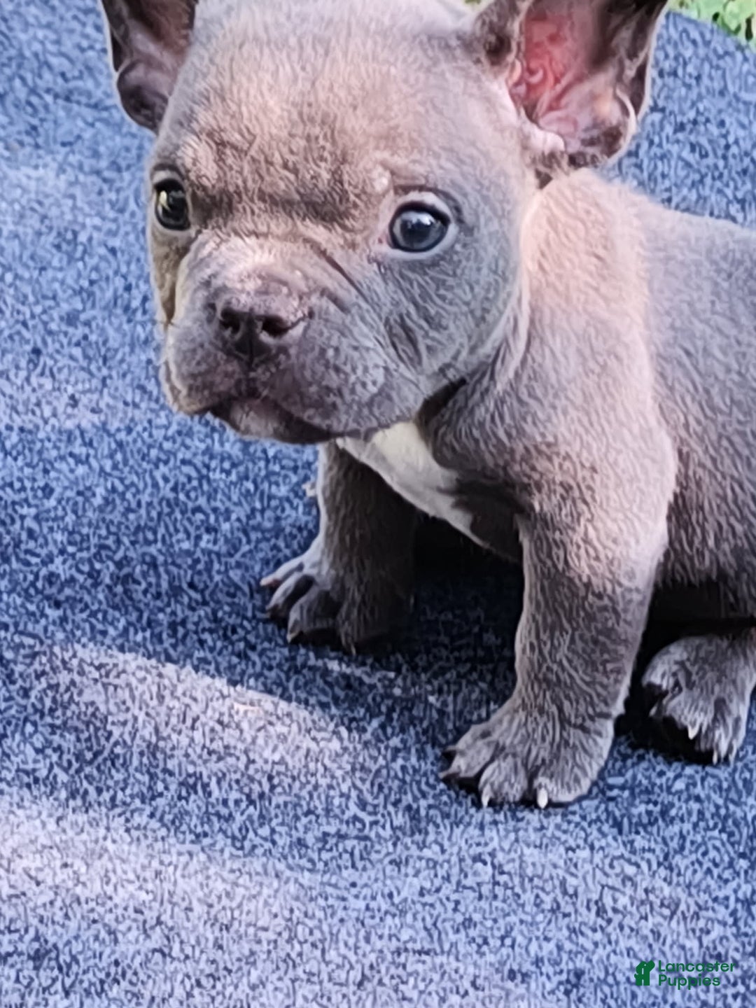 American Bully dogs for sale: Bluey - Image 4