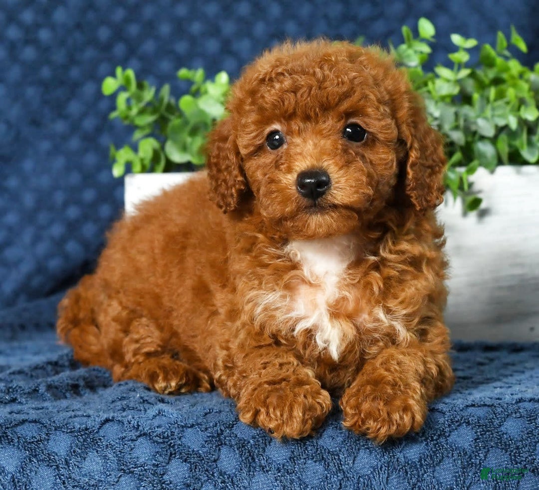 Cavapoo dogs for sale: Felicia - Image 5