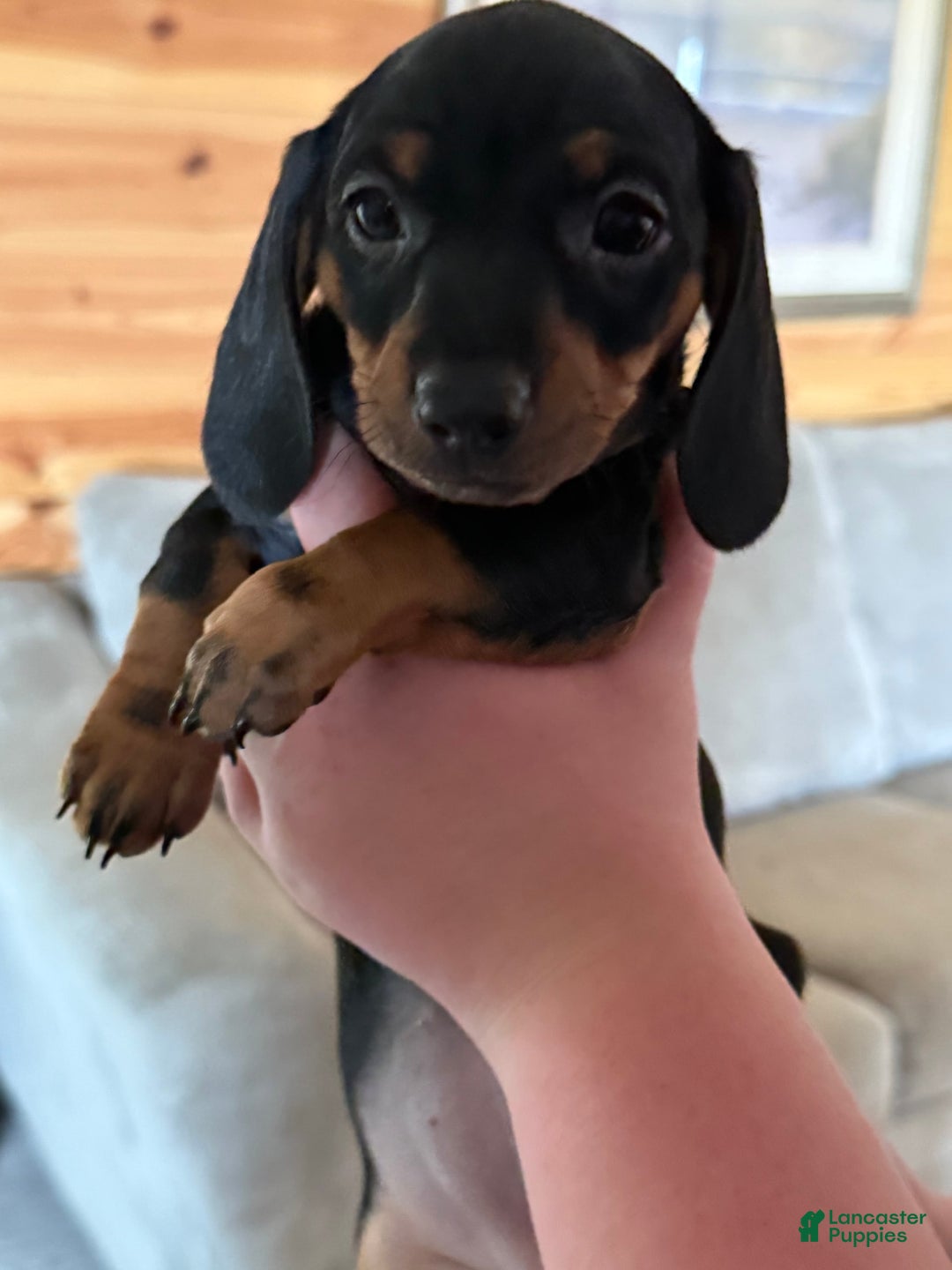 Miniature Dachshund dogs for sale: Lucy - Image 1