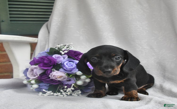 Dachshund dogs for sale - Ad 5