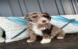 Aussiedoodle dogs for sale: Willow - Image 1