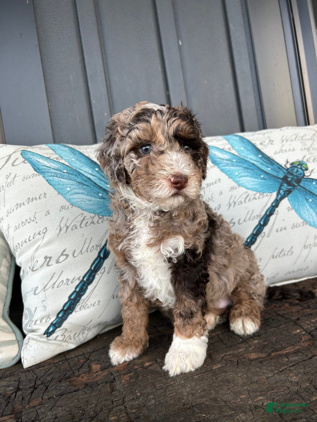 Aussiedoodle dogs for sale: Willow - Image 1