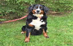 Bernese Mountain Dog dogs for sale: Lael - Listing for pets: Lael, Licia, Vincent, Virgil - Image 6