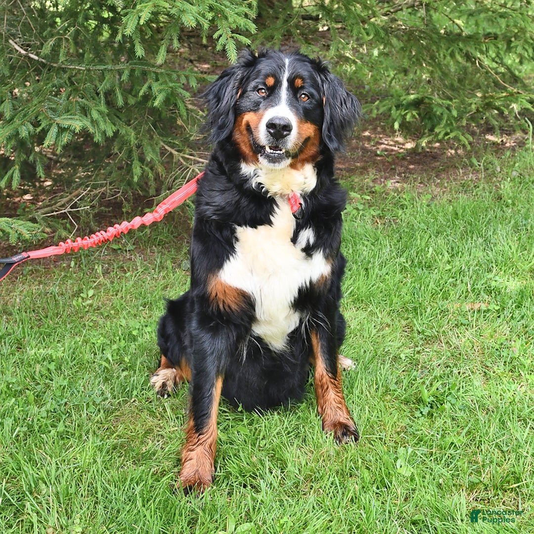 Bernese Mountain Dog dogs for sale: Lael - Listing for pets: Lael, Licia, Vincent, Virgil - Image 6