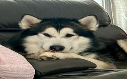Alaskan Malamute dogs for sale: Acadia - Image 11