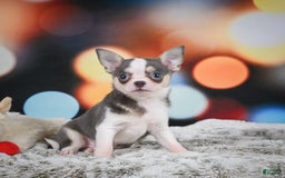 Chihuahua dogs for sale: Bo - Image 6