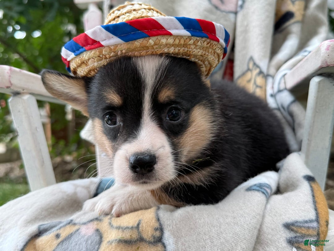 Welsh Corgi Pembroke dogs for sale: Jasper - Image 1