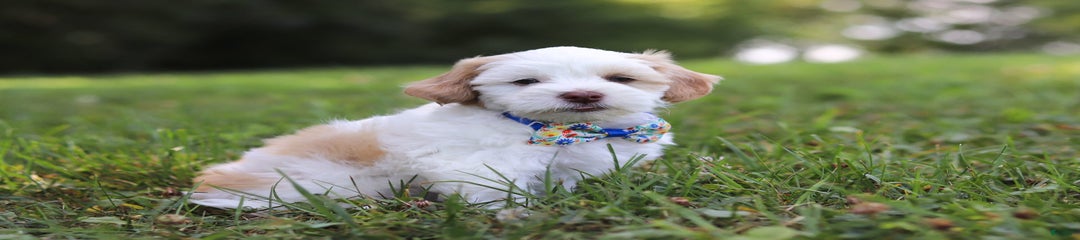 Oliver