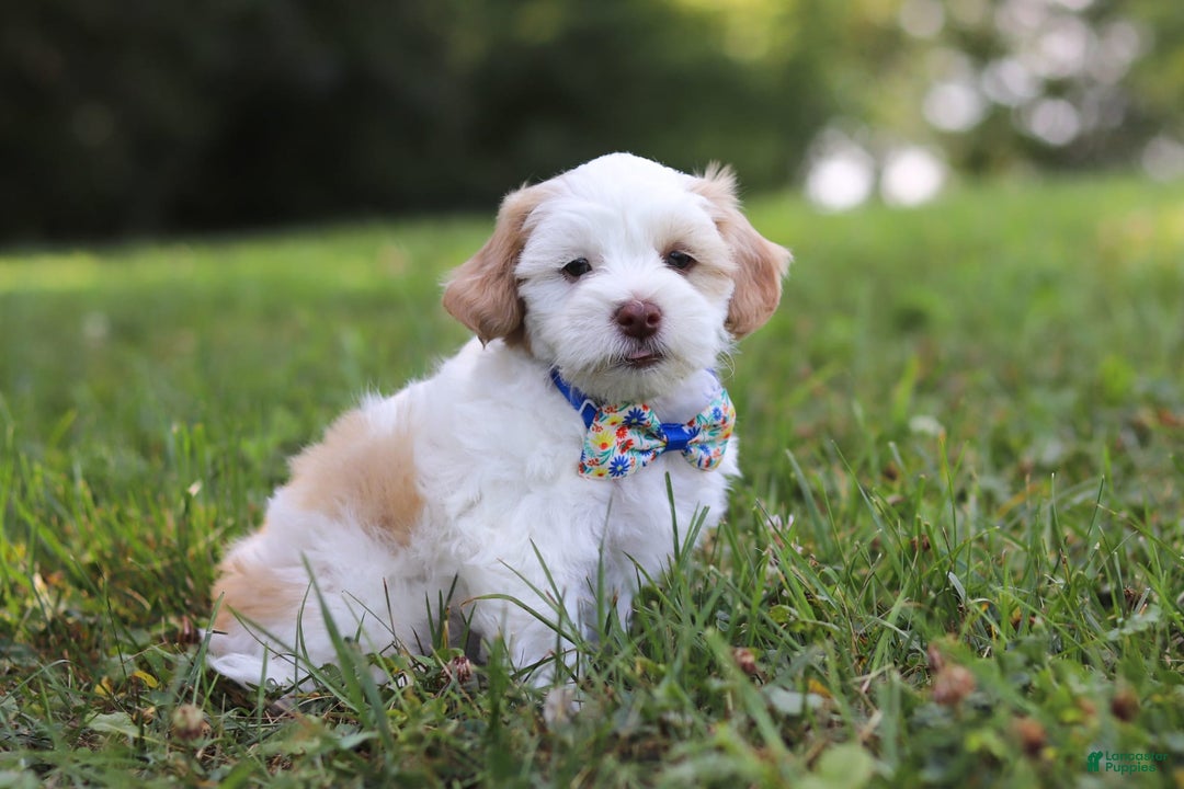 Shihpoo dogs for sale: Oliver - Image 1