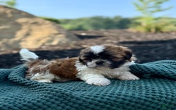 Shih Tzu dogs for sale: Ares - Image 3