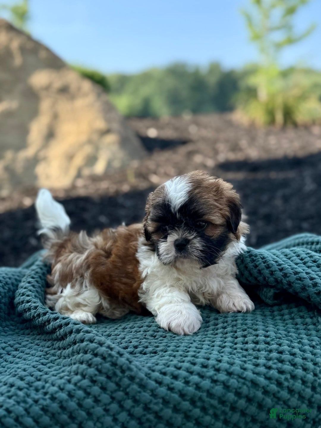 Shih Tzu dogs for sale: Ares - Image 3