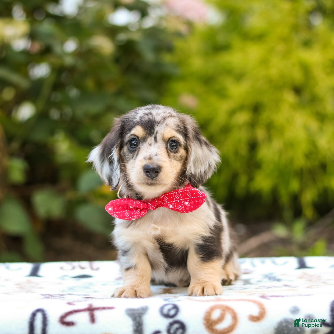 Miniature Dachshund dogs for sale: Riley - Image 4