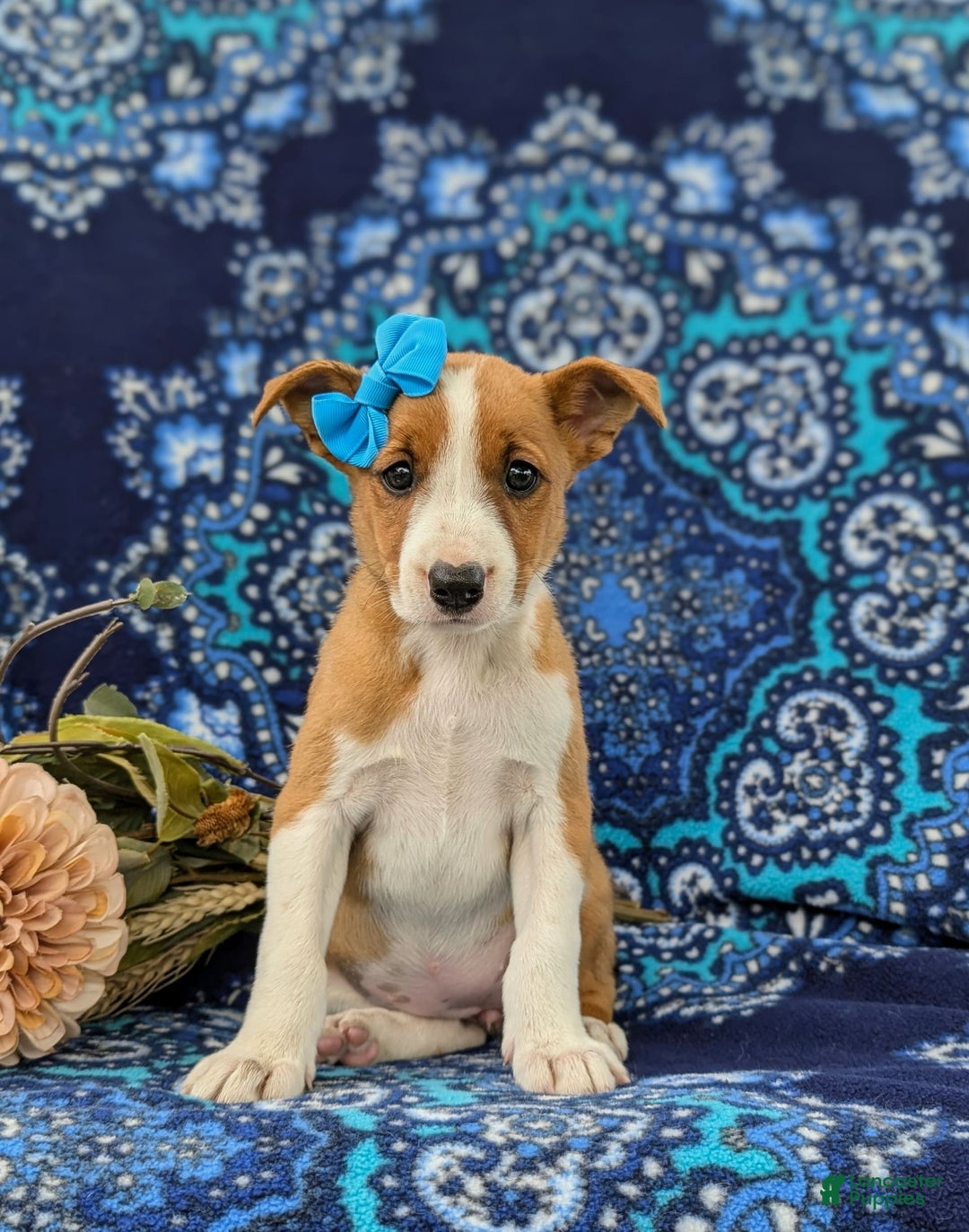 Jack Russell Terrier dogs for sale: Ladi - Image 5
