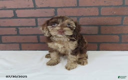 Cockapoo dogs for sale: Teddy Bear - Image 3