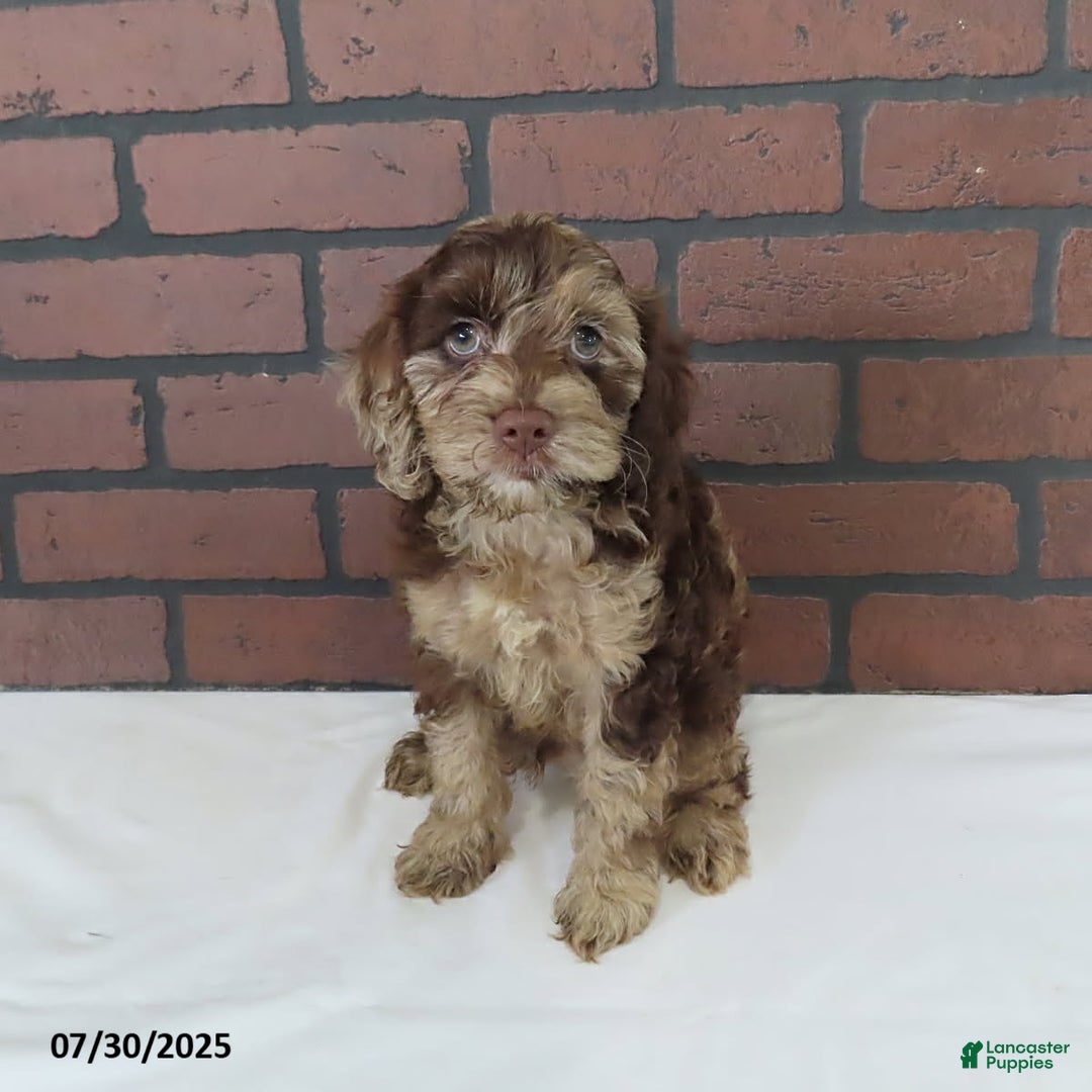 Cockapoo dogs for sale: Teddy Bear - Image 3