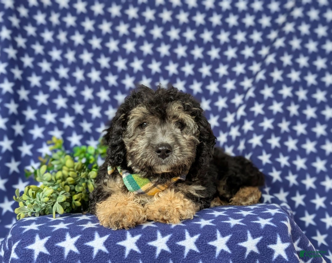 Cavapoo dogs for sale: Dunleigh Hypoallergenic - Image 3