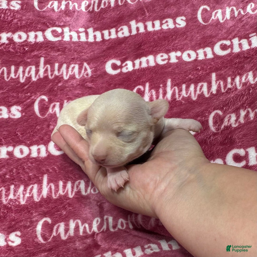 Chihuahua dogs for sale: Rose Short Coat - Image 2