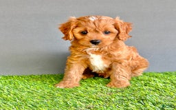 Cavapoo dogs for sale: Cooper - Image 1