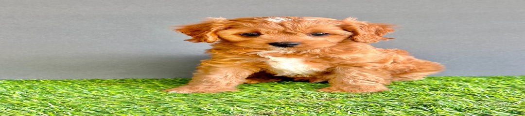 Cooper