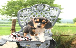 Beagle dogs for sale: Aubrey - Image 2