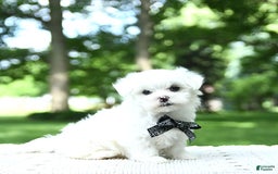 Maltese dogs for sale: Kai - Image 6