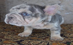 French Bulldog dogs for sale: Tae - Image 1