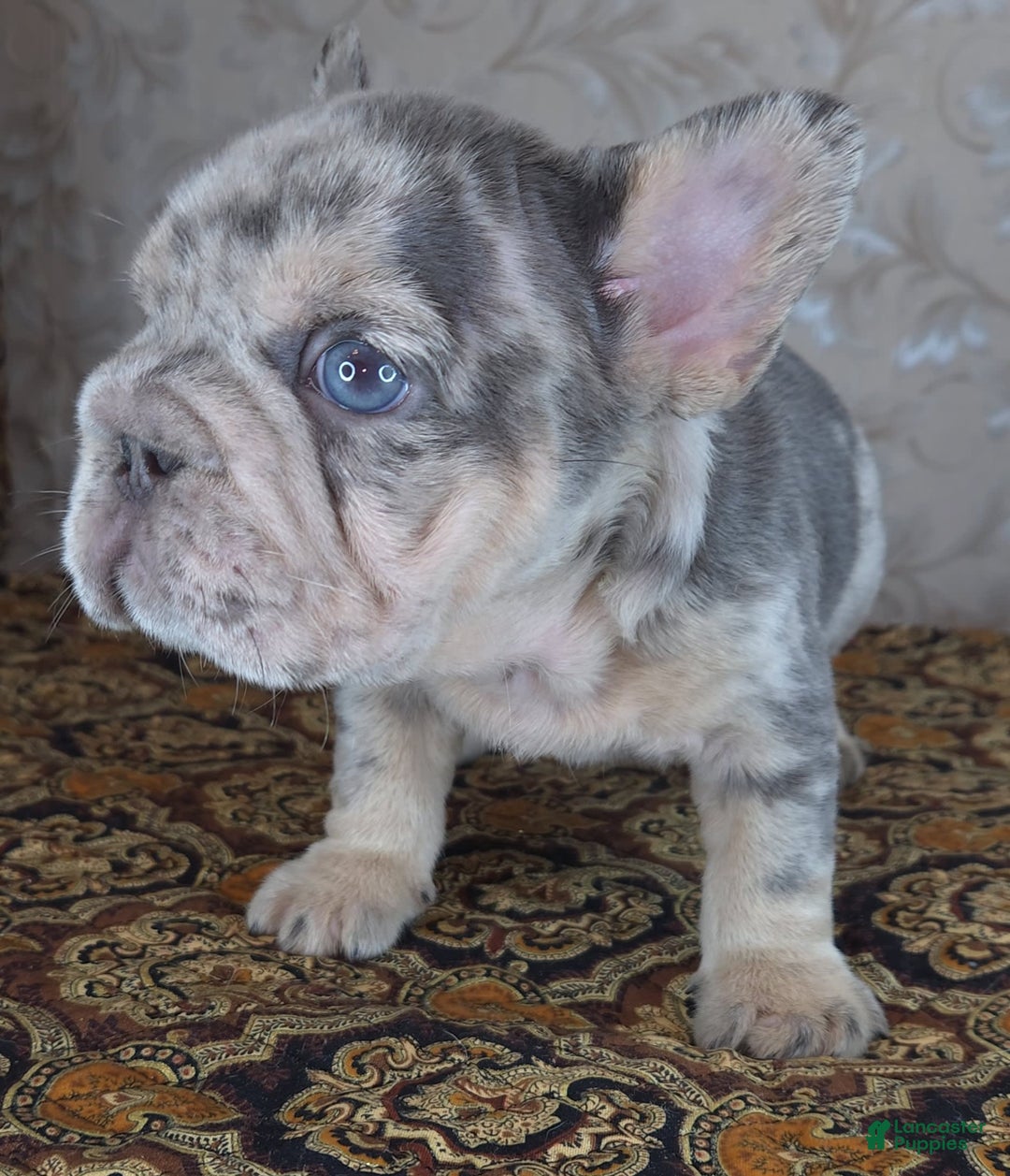 French Bulldog dogs for sale: Tae - Image 1