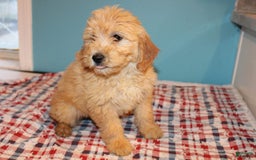 Mini Goldendoodle dogs for sale: May Mini - Image 9