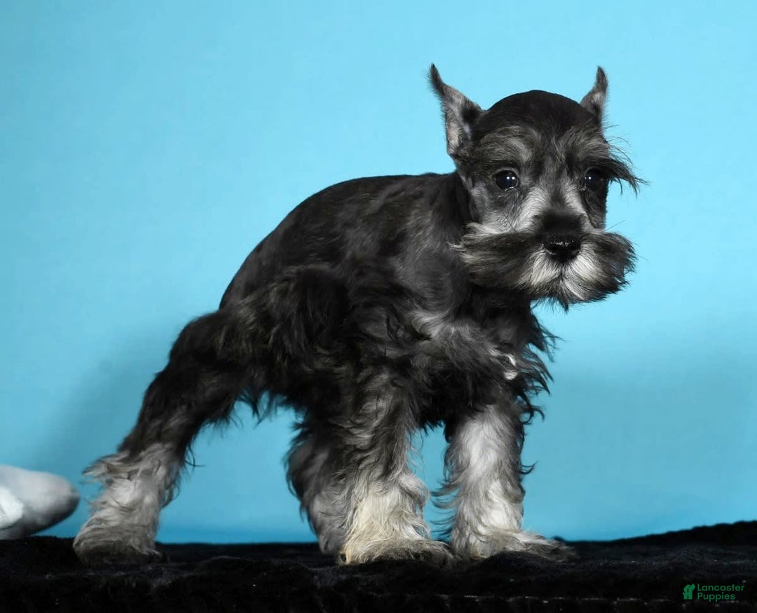 Miniature Schnauzer dogs for sale: Kermit - Image 6