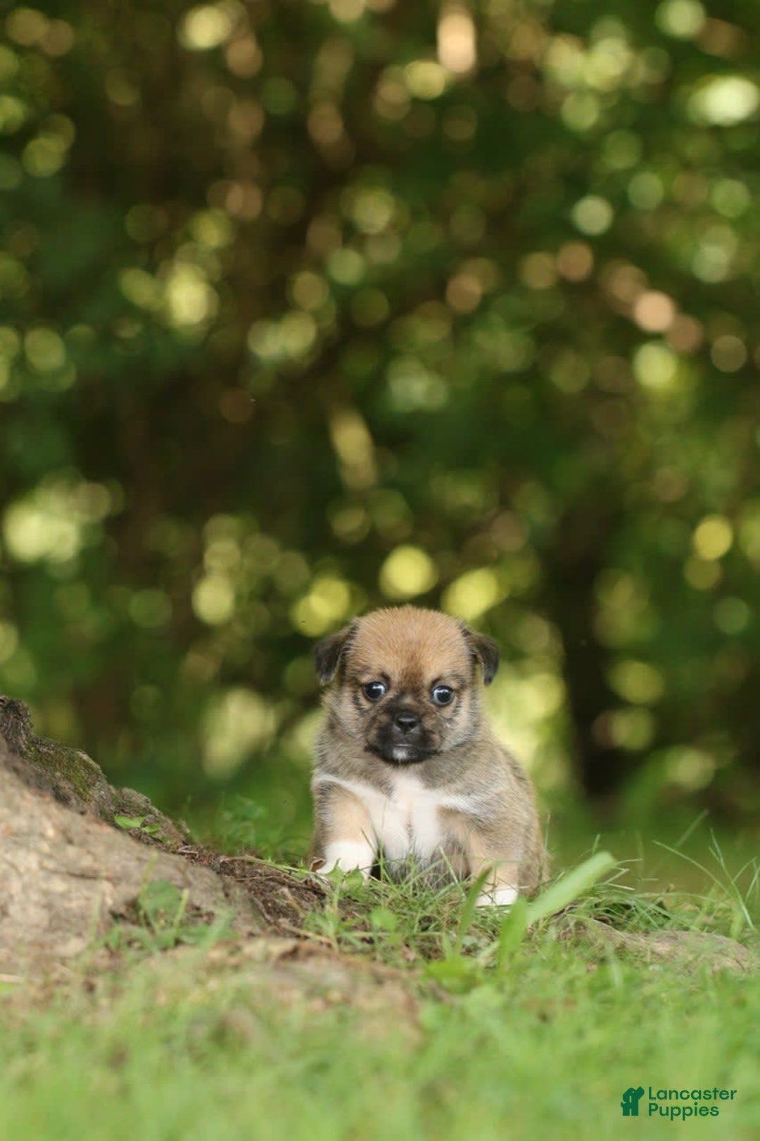 Shih Tzu dogs for sale: Roxie - Image 3