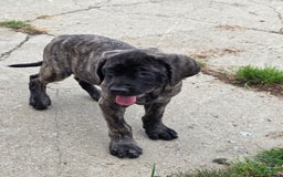 English Mastiff dogs for sale: Roxie - Image 5
